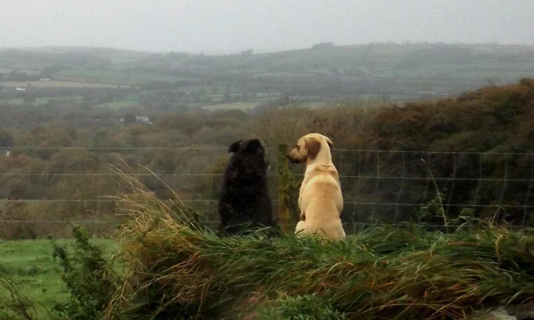 Two rescued dogs looking out over the hills