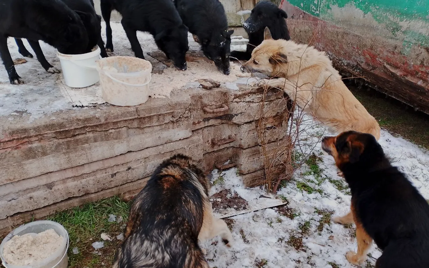 Street dogs in the snow at a feeding point in Ukraine